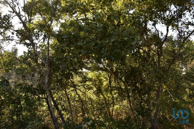 Terreno para Venda em Chãos Foto 14