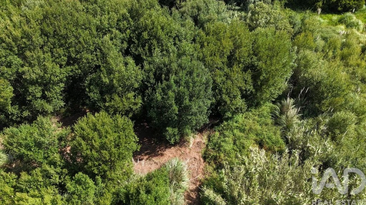 Terreno para Venda em Carvoeira Foto 3