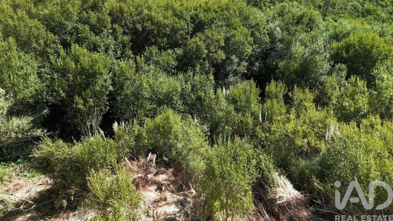 Terreno para Venda em Carvoeira Foto 2