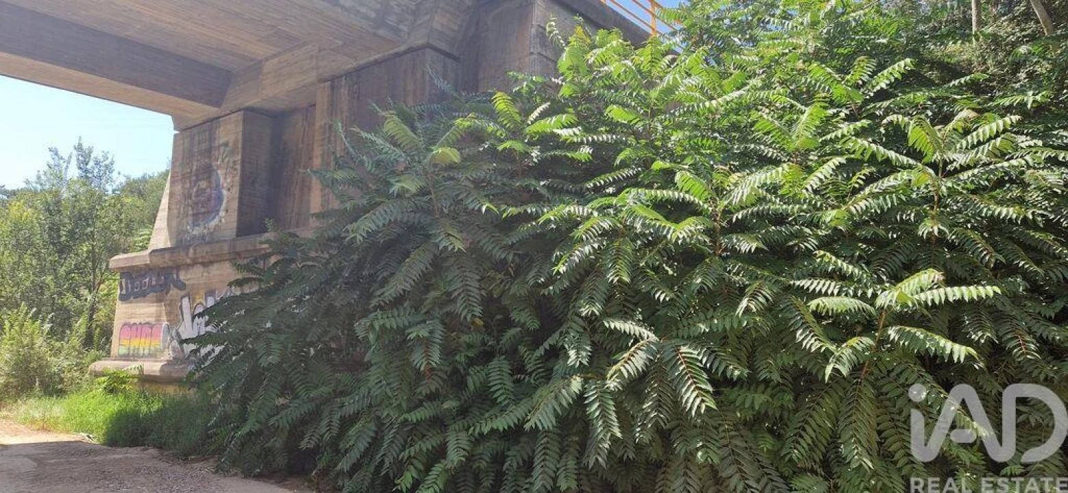 Terreno para Venda em Carvoeira Foto 21