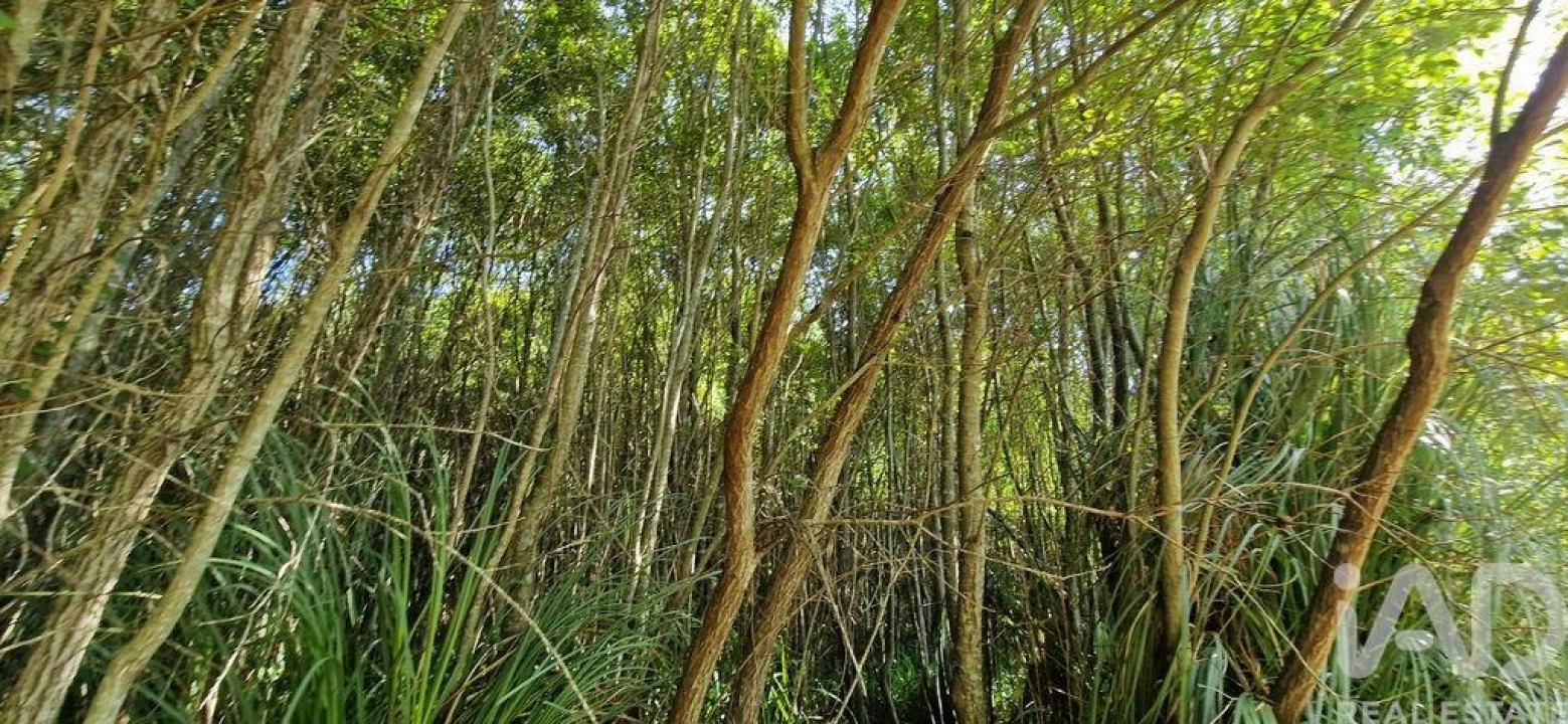 Terreno para Venda em Carvoeira Foto 22