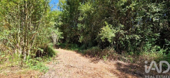 Terreno para Venda em Carvoeira