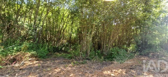Terreno para Venda em Carvoeira