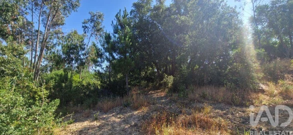 Terreno para Venda em Carvoeira