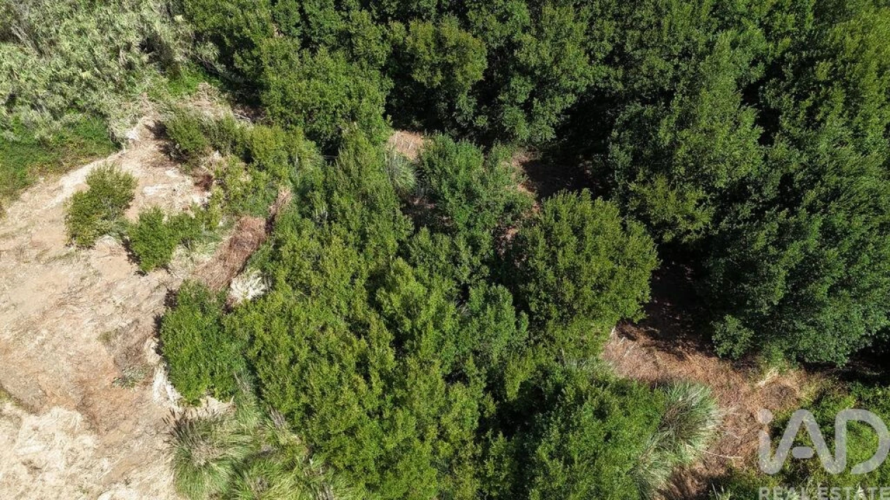 Terreno para Venda em Carvoeira Foto 4