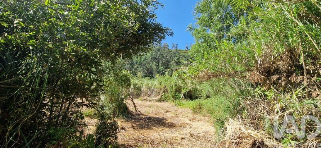 Terreno para Venda em Carvoeira Foto 9