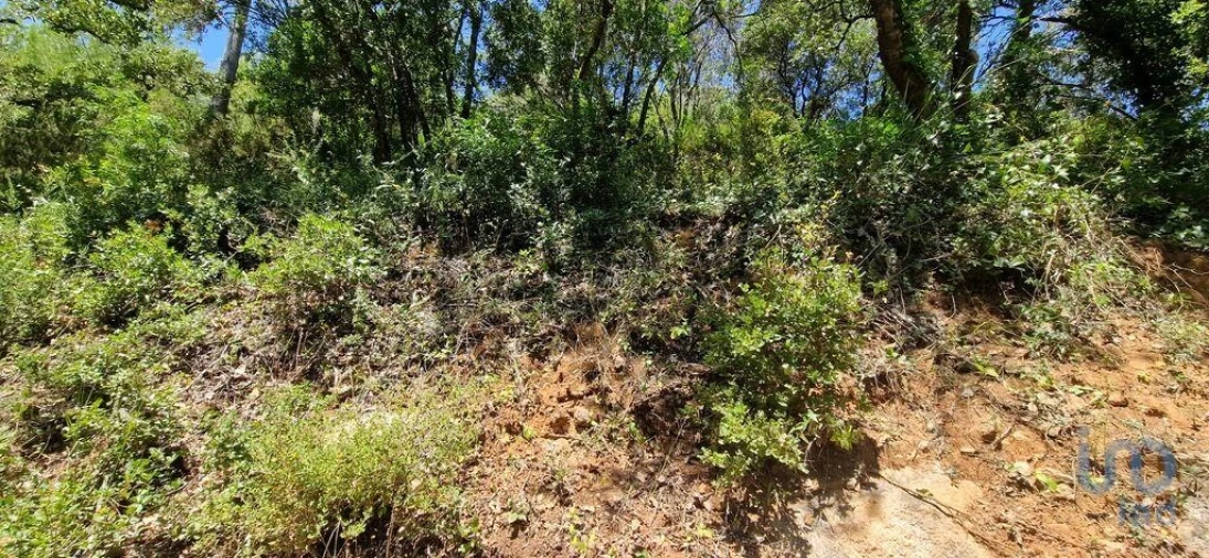 Terreno para Venda em Carvoeira Foto 5