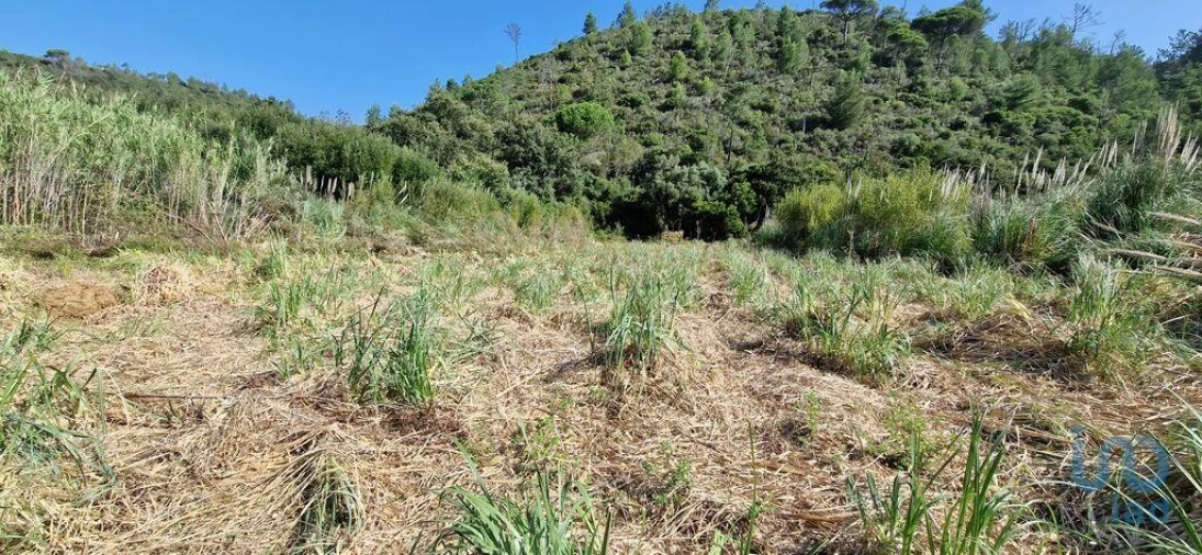 Terreno para Venda em Carvoeira Foto 13