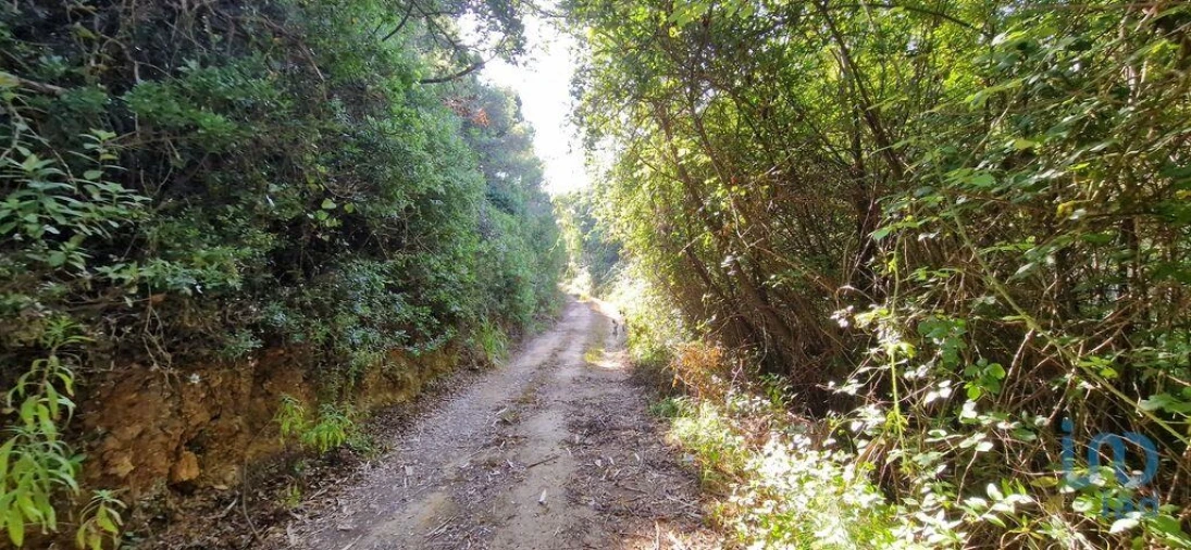Terreno para Venda em Carvoeira Foto 8