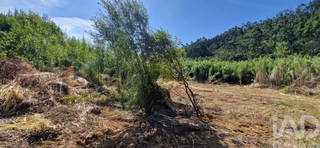 Terreno para Venda em Carvoeira Foto 8