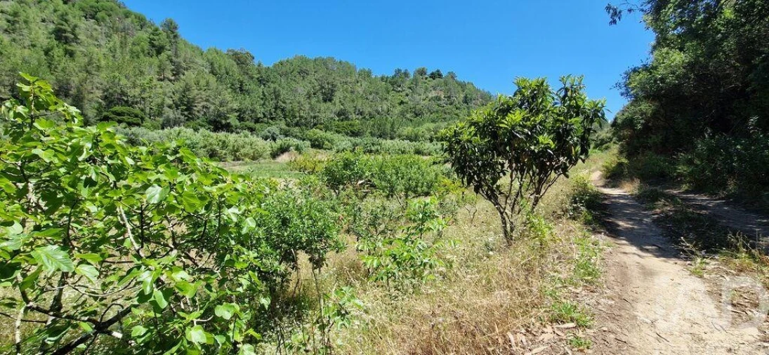 Terreno para Venda em Carvoeira Foto 18