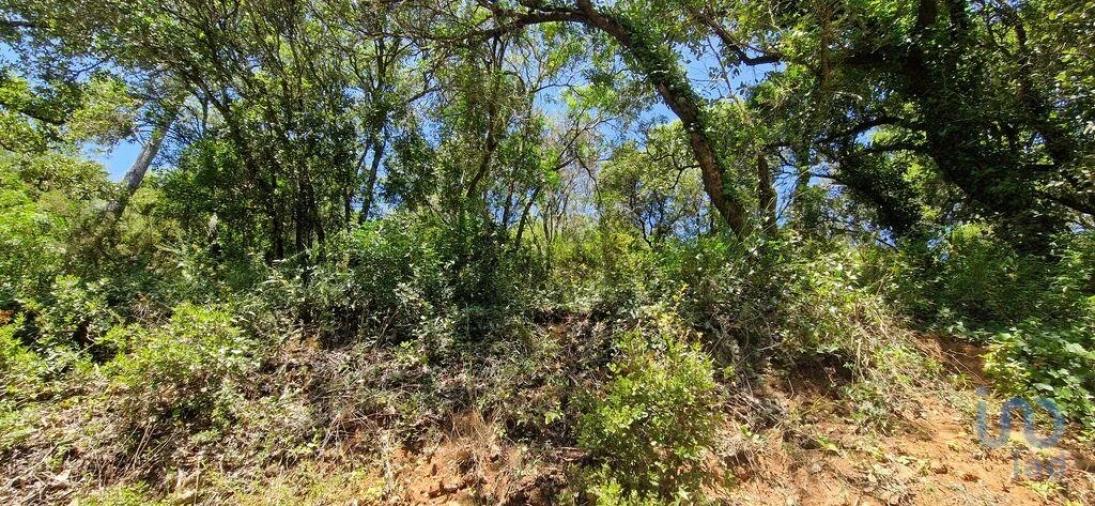 Terreno para Venda em Carvoeira Foto 6