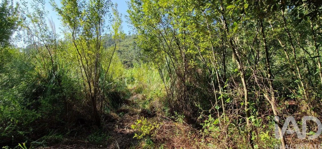 Terreno para Venda em Carvoeira Foto 23
