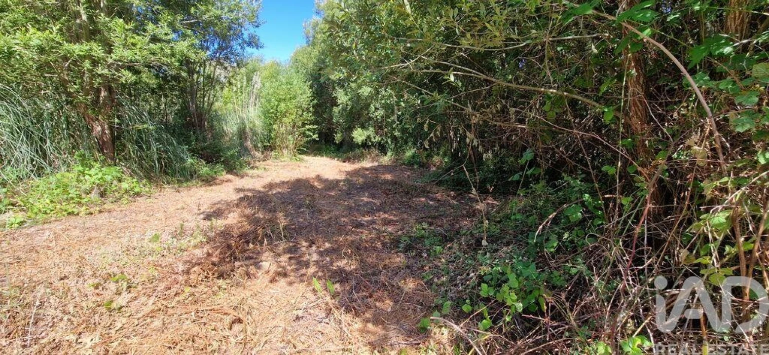 Terreno para Venda em Carvoeira Foto 13