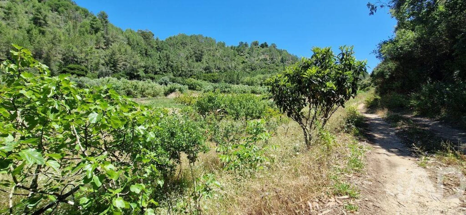 Terreno para Venda em Carvoeira Foto 18