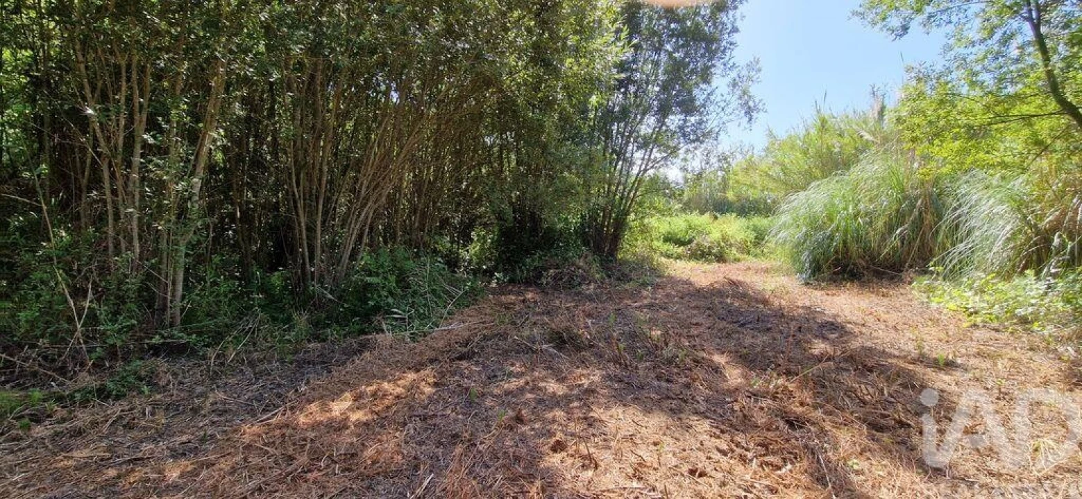 Terreno para Venda em Carvoeira Foto 19