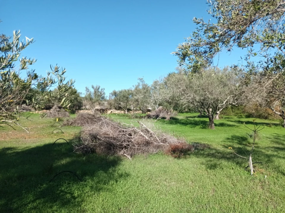 Terreno para Venda em Loule (São Clemente) Foto 5