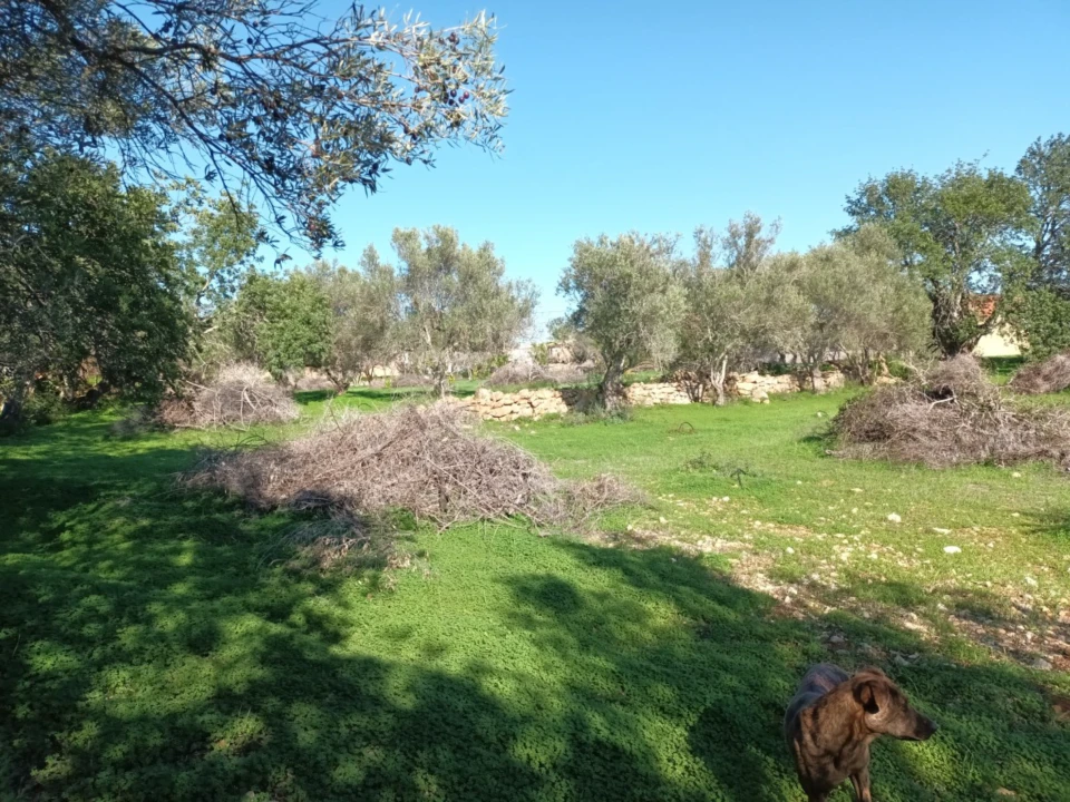 Terreno para Venda em Loule (São Clemente) Foto 4
