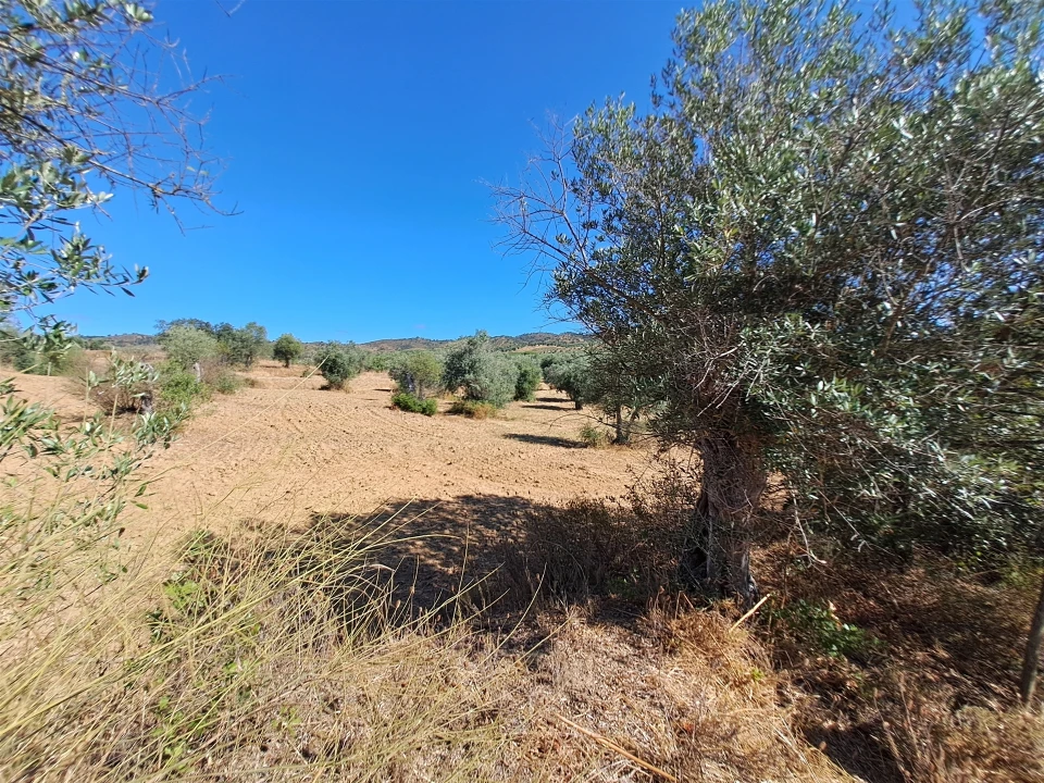 Terreno Misto para Venda em Vidigueira Foto 41
