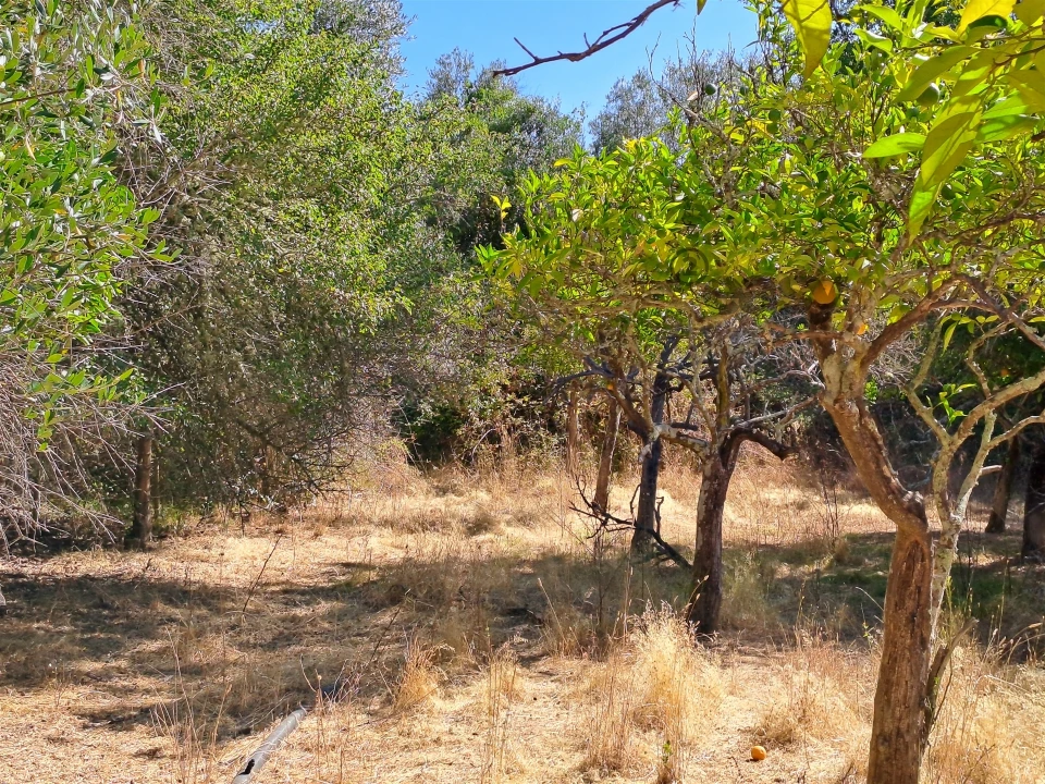 Terreno Misto para Venda em Vidigueira Foto 59