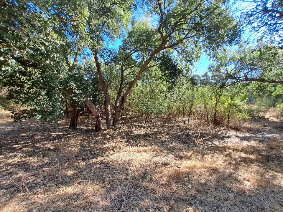 Terreno Misto para Venda em Vidigueira Foto 35