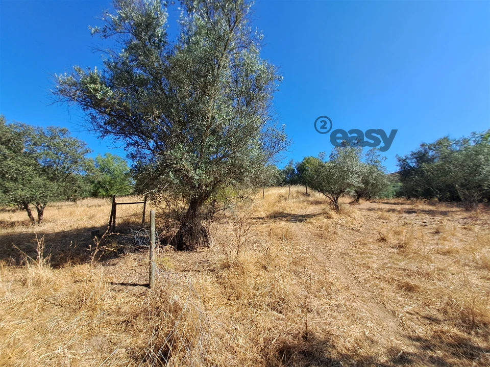 Terreno Misto para Venda em Vidigueira Foto 49