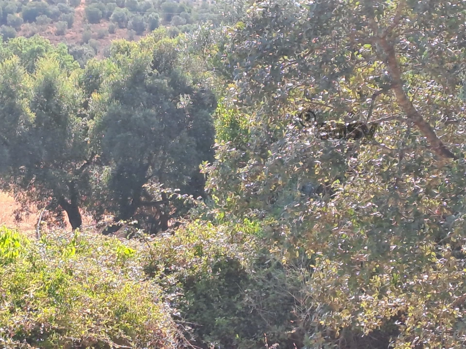 Terreno Misto para Venda em Vidigueira Foto 42