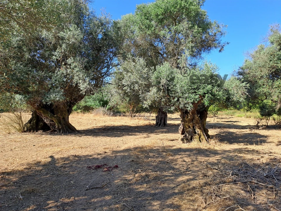 Terreno Misto para Venda em Vidigueira Foto 21