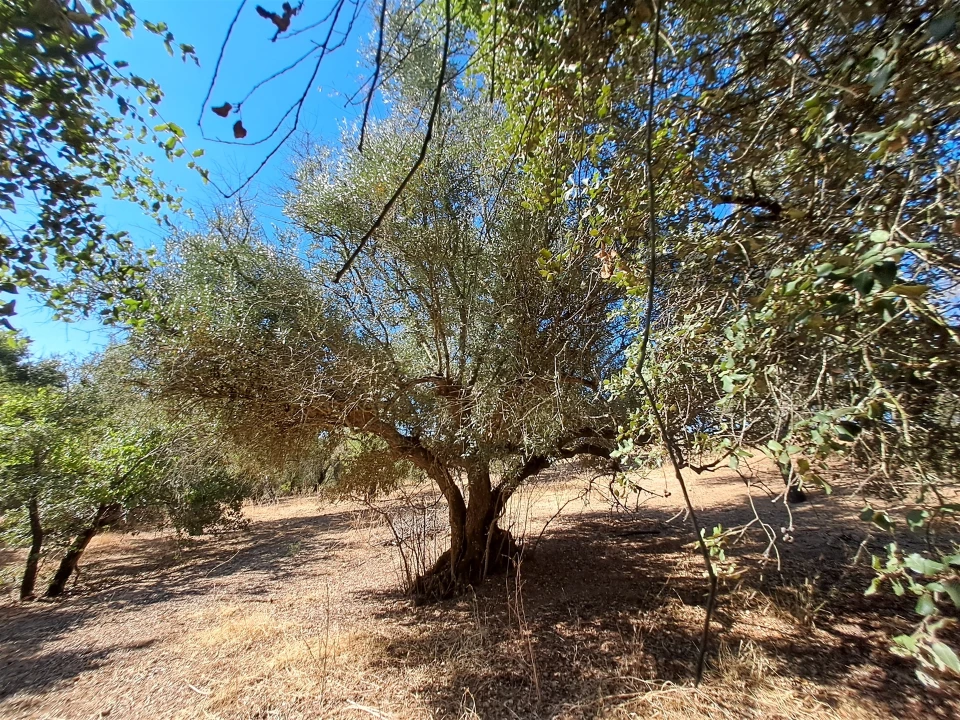 Terreno Misto para Venda em Vidigueira Foto 44