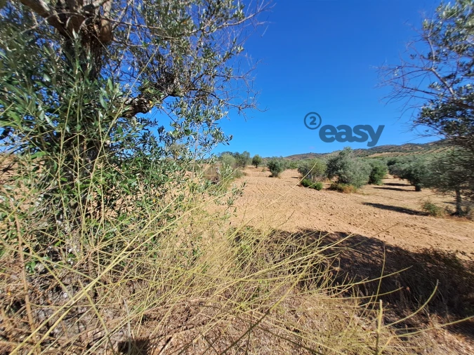 Terreno Misto para Venda em Vidigueira Foto 40