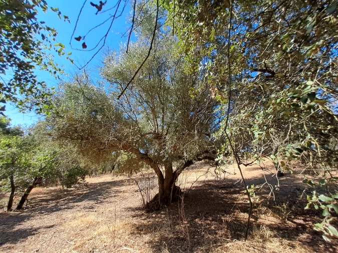 Terreno Misto para Venda em Vidigueira Foto 44