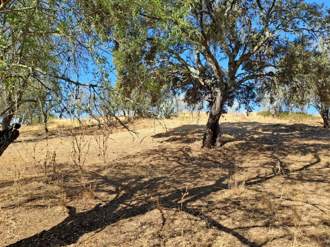 Terreno Misto para Venda em Vidigueira Foto 33