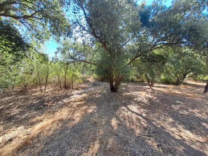 Terreno Misto para Venda em Vidigueira Foto 36