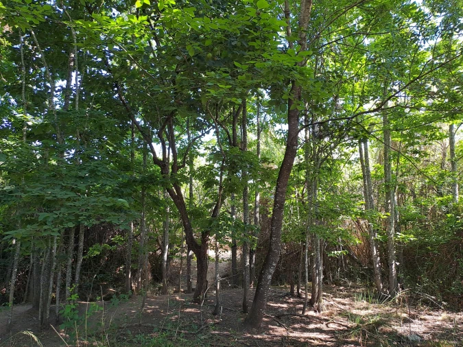 Terreno Misto para Venda em Vidigueira Foto 63