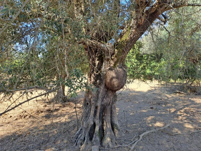 Terreno Misto para Venda em Vidigueira Foto 66