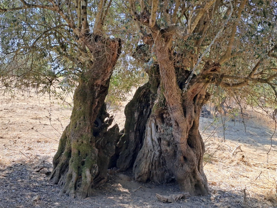 Terreno Misto para Venda em Vidigueira Foto 65