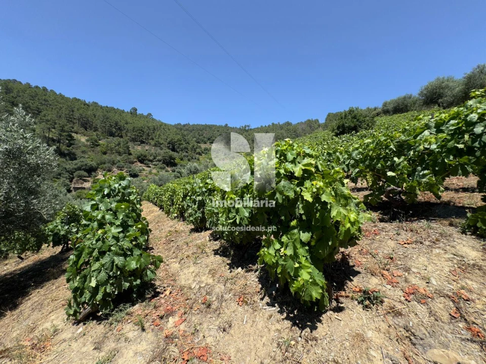 Moradia T4 para Venda em Covas do Douro Foto 19