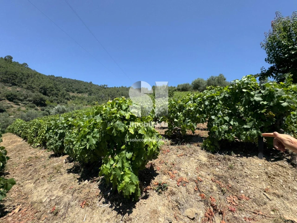 Moradia T4 para Venda em Covas do Douro Foto 20