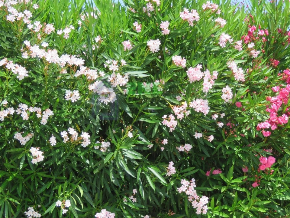 Quinta para Venda em Dois Portos e Runa Foto 2