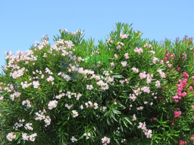 Quinta para Venda em Dois Portos e Runa Foto 1