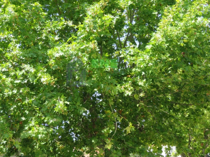 Quinta para Venda em Dois Portos e Runa Foto 3