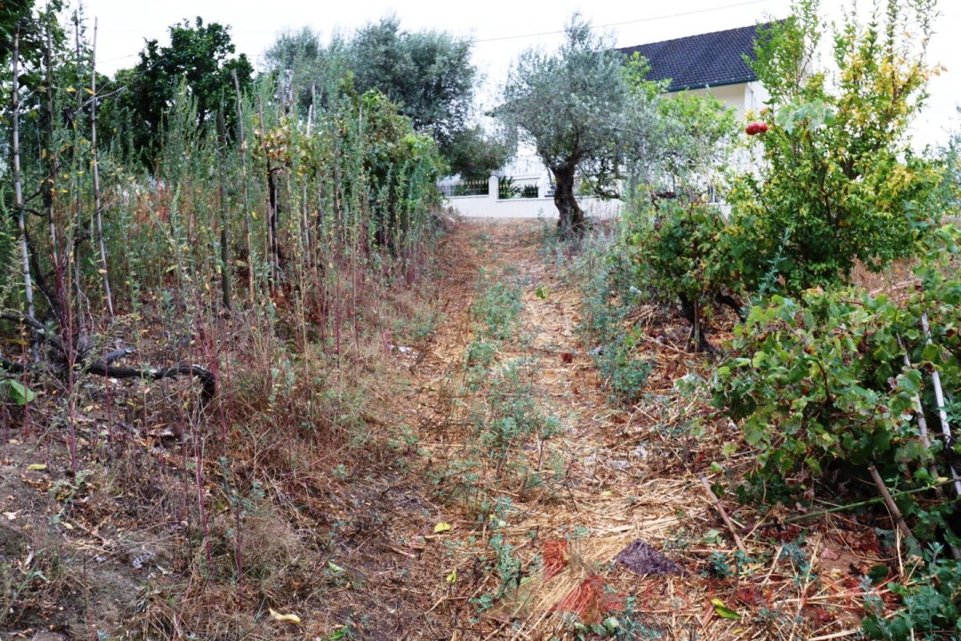 Terreno para Venda em Almagreira Foto 12