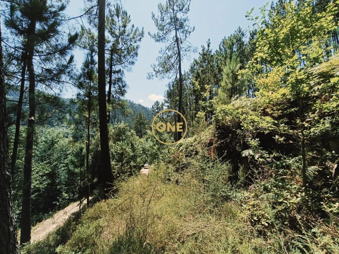 Terreno para Venda em Campo do Geres Foto 2