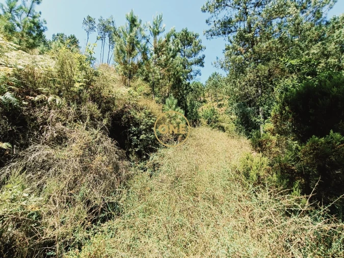 Terreno para Venda em Campo do Geres Foto 6