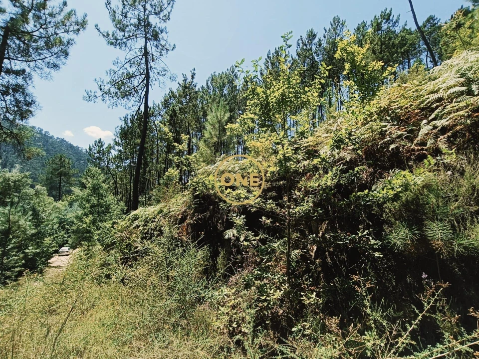 Terreno para Venda em Campo do Geres Foto 10