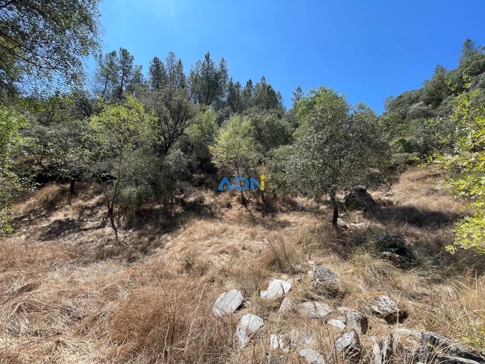 Terreno para Venda em Castelo Branco Foto 15