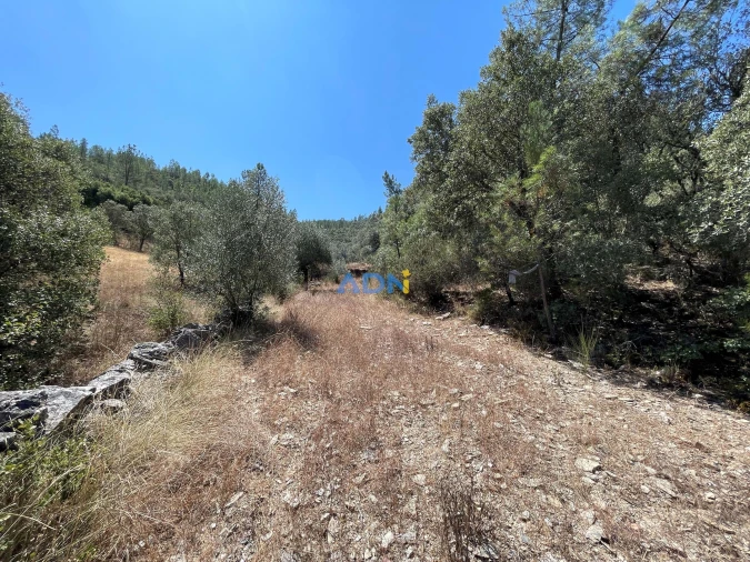 Terreno para Venda em Castelo Branco Foto 13