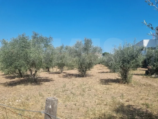 Terreno para Venda em Vila Nova da Barquinha Foto 9