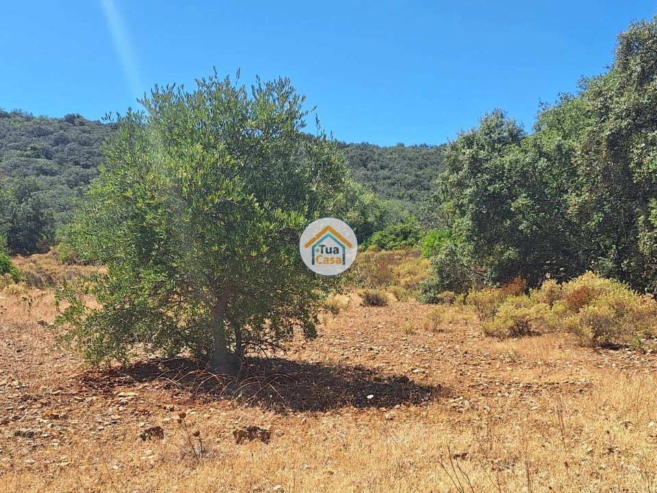 Terreno para Venda em São Brás de Alportel Foto 3