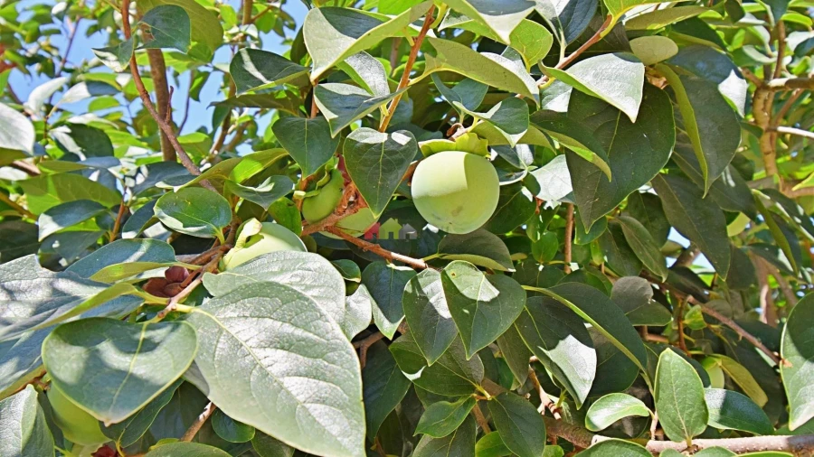 Moradia T3 para Venda em Nossa Senhora da Vila, Nossa Senhora do Bispo e Silveiras Foto 36
